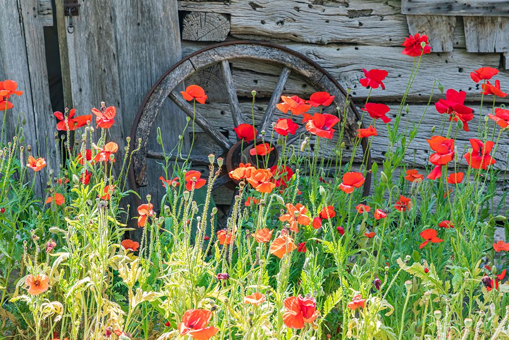 Castroville-Texas-USA-Poppies and historic buildings in the Texas Hill Country
